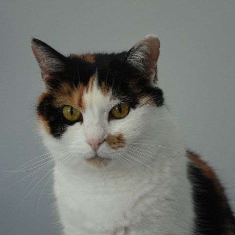 Daisy