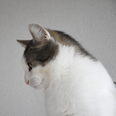 Mirza