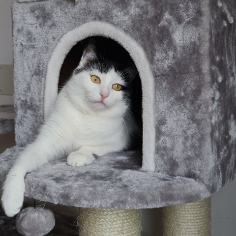Bibi