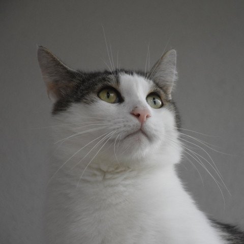 Mirza