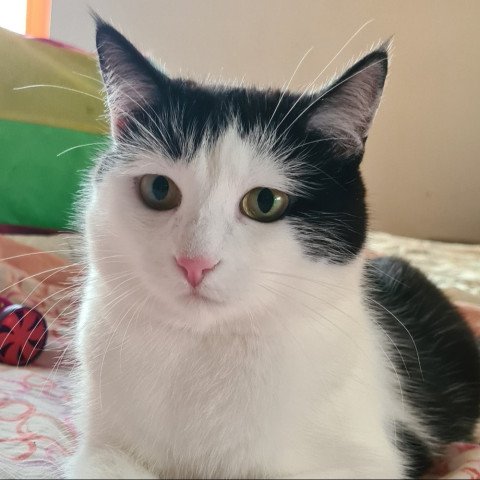 Bibi
