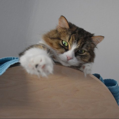 Ella