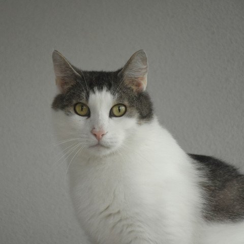 Mirza