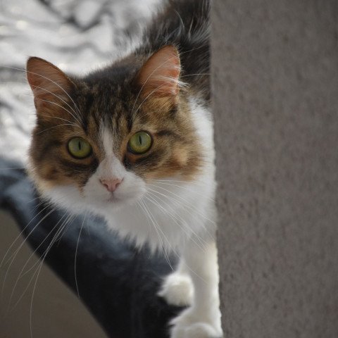 Ella