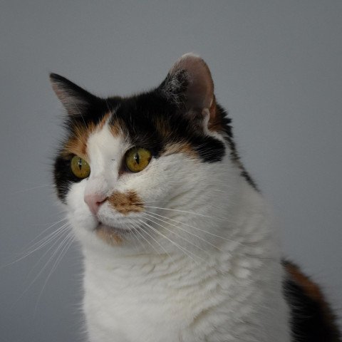 Daisy