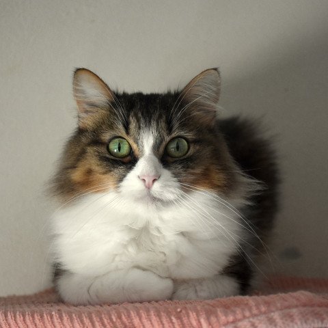 Ella