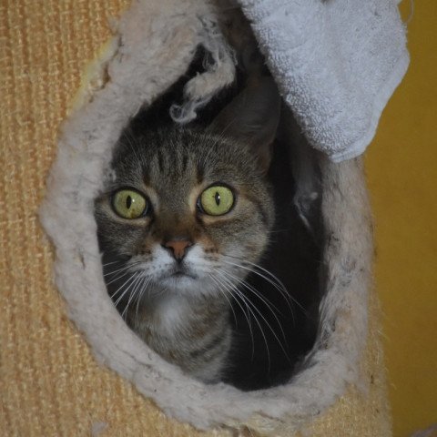 Adi