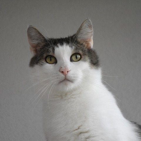 Mirza