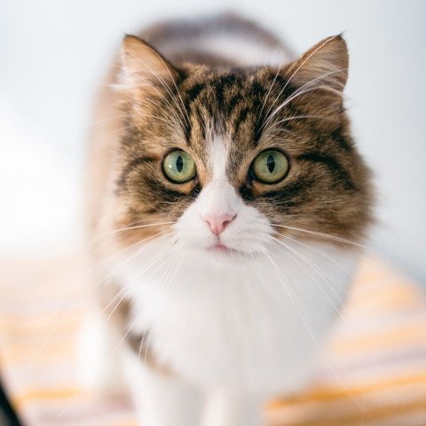 Ella