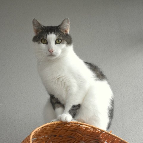 Mirza