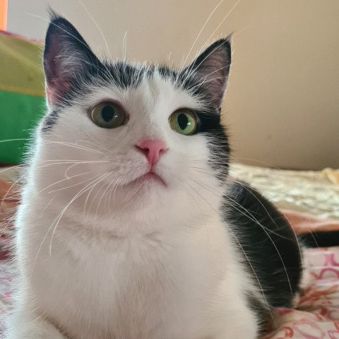 Bibi