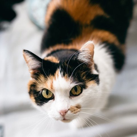 Daisy