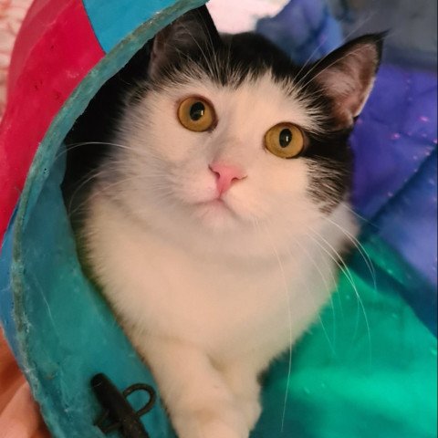 Bibi