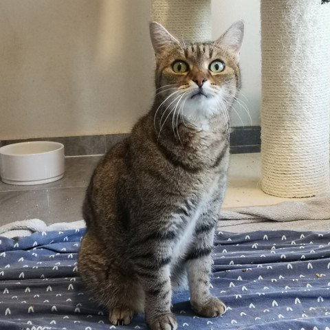 Adi